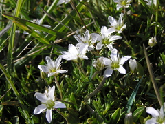 Arenaria ciliata