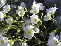 Cerastium carinthiacum