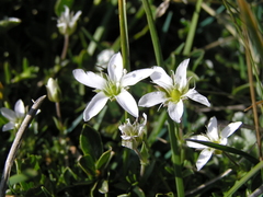 Arenaria ciliata