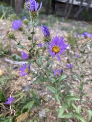 Dieteria bigelovii