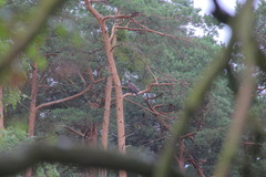 Haliaeetus albicilla