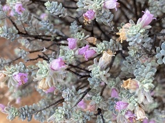 Eremophila punicea