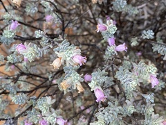 Eremophila punicea