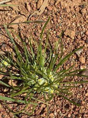 Myriocephalus occidentalis