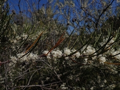 Hakea macraeana