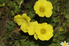 Oxalis compressa