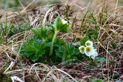 Anemonastrum villosissimum