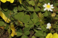 Oxalis compressa