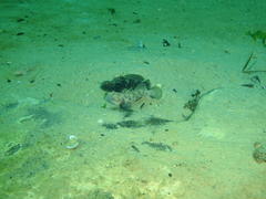Caffrogobius nudiceps