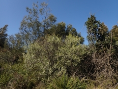 Hakea macraeana