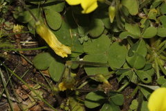 Oxalis compressa