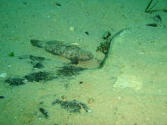 Caffrogobius nudiceps