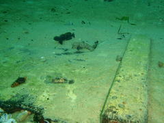 Caffrogobius nudiceps