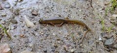 Lissotriton lantzi