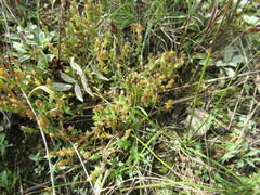 Gentiana squarrosa