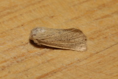 Photedes minima