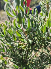 Persoonia rigida