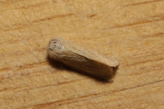 Photedes minima