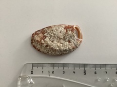 Haliotis tuberculata