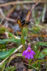 Luzula capitata