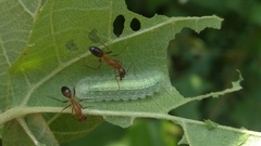 Mahathala ameria