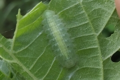 Mahathala ameria