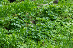 Caltha fistulosa