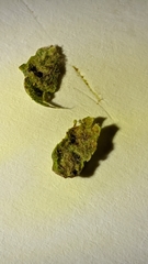 Macrodiplosis niveipila