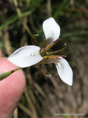 Moraea brevistyla