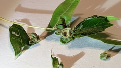 Macrodiplosis niveipila