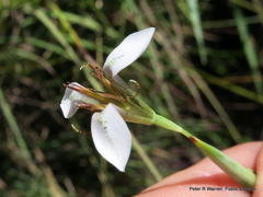 Moraea brevistyla