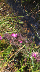 Pedicularis sylvatica