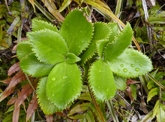 Macrolearia colensoi