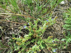 Gentiana squarrosa