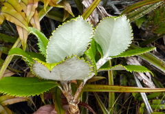 Macrolearia colensoi