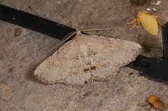 Heterormista modesta