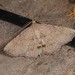 Heterormista modesta - Photo (c) domf, some rights reserved (CC BY-NC), uploaded by domf