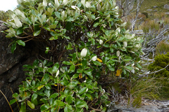 Macrolearia colensoi