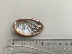 Haliotis tuberculata