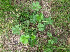 Potentilla argentea
