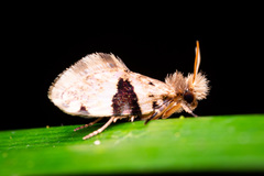 Micropterigidae