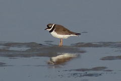 Charadrius hiaticula tundrae