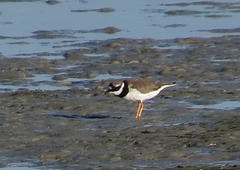 Charadrius hiaticula tundrae