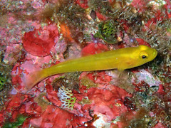 Gobius auratus