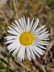 Allittia cardiocarpa