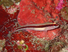 Gobius vittatus