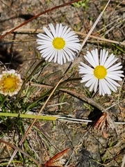 Allittia cardiocarpa