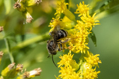 Lasioglossum zonulus