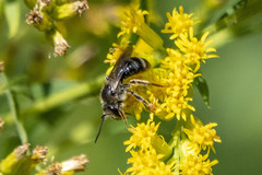 Lasioglossum zonulus
