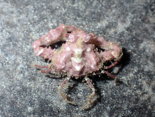 Parthenopoides massena